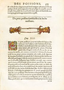 RONDELT MARINE LIFE - CALAMARI SQUID PRINT - WOODCUT 1558