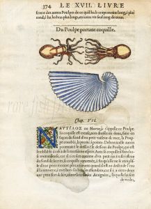 RONDELT MARINE LIFE - ARGONAUT OCTOPUS PAPER NAUTILUS PRINT - WOODCUT 1558