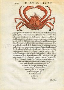 RONDELET  MARINE LIFE - THE SPIDER CRAB PRINT -  WOODCUT 1558