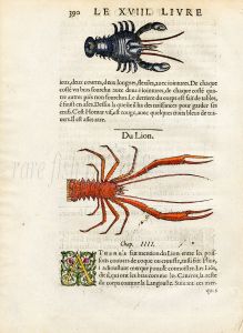 RONDELET  MARINE LIFE  - CRAYFISH & SHRIMP PRINT - WOODCUT 1558