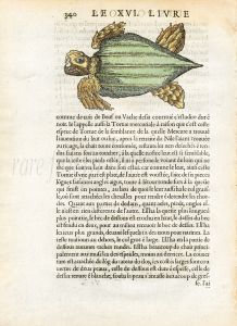 RONDELT MARINE LIFE - THE GREEN BACK TURTLE PRINT - WOODCUT 1558