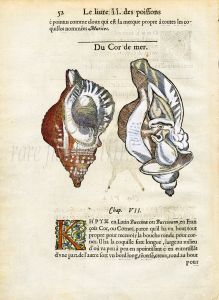 RONDELT MARINE LIFE SHELL PRINT - CORNET  - WOODCUT 1558