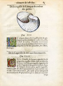 RONDELET SHELL PRINT -  LIMAÇON -  WOODCUT 1558