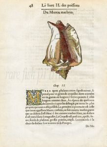 RONDELET SHELL PRINT -  MUREX - WOODCUT 1558