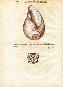 RONDELT MARINE LIFE -  LIMAÇON   SHELL PRINT - WOODCUT 1558