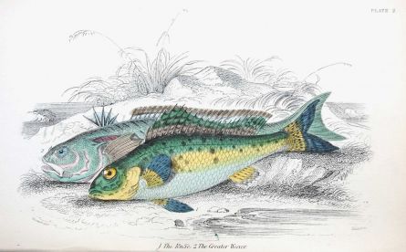 THE RUFFE & GREATER WEEVER