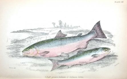 THE SALMON
