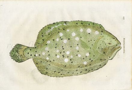 ALDROVANDI - THE BRILL 1638 woodcut fish print (Rhombus)