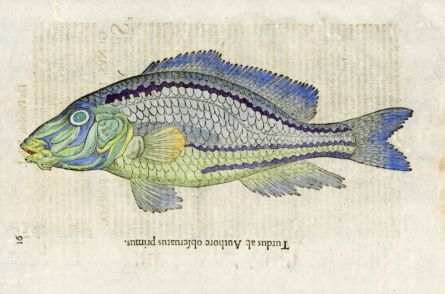 ALDROVANDI - THE TURDUS WRASSE woodcut fish print 1638 (obseratus primus)