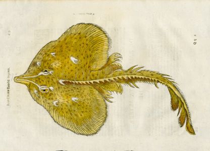 ALDROVANDI - THE THORNBACK RAY woodcut fish print 1638 (Ray clauatae/clavata)