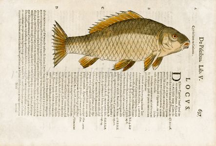 ALDROVANDI - THE COMMON CARP woodcut fish print (Cyprinus) 1638