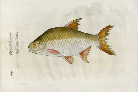 ALDROVANDI - THE BRONZE or COMMON BREAM woodcut fish print (Cyprinus) 1638