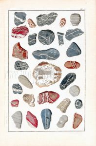 SEBA - MARINE LIFE - STONES SHAPED BY CHANCE print 1734 -1769
