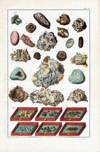 SEBA - MARINE LIFE: DIVERS FOSSILS print 1734 -1769
