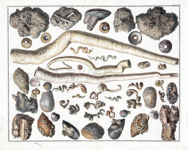 SEBA - MARINE LIFE: SEA WORM TUBES AND BARNACLES ON STONES AND MOLLUSC SHELLS print ( POLCHAETA & CIRRIPEDIA) 1724 -1769