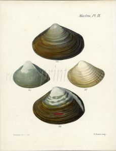 SOWERBY - CONCHOLOGY: MACTRA - SALTWATER EDIBLE CLAMS shell print 1855
