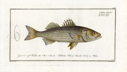 THE STRIPED BASS print 1792 (Sciaena Lineata)