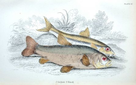 TENCH & GUDGEON
