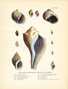 TODD - CONCHOLOGY: SEA SNAILS, PERIWINKLES, DRILLS & BORERS print 1884 - 1887