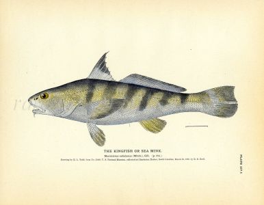 THE KINGFISH  or SEA MINK print