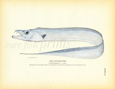 THE CUTLASS-FISH print