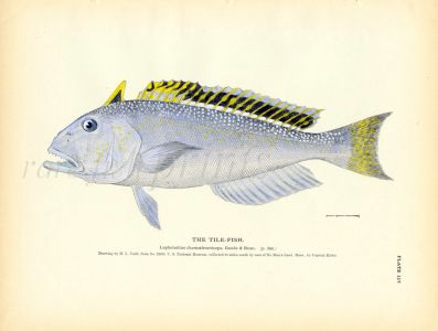 THE TILEFISH print