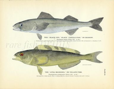 THE BLACK COD & the ATKA MACKEREL or YELLOWFISH  print