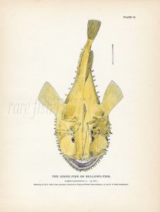 THE GOOSE or BELLOWS-FISH print (Anglerfish - Lophius  americanus/piscatorius)