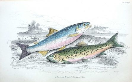 TROUT AND NORTHERN CHAR