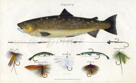 SCOTT/BUNNEY & GOLD - THE BROWN TROUT, FISHING TACKLE & ARTIFICIAL FLIES  fishing print 1801