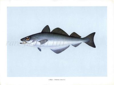 THE COALFISH print