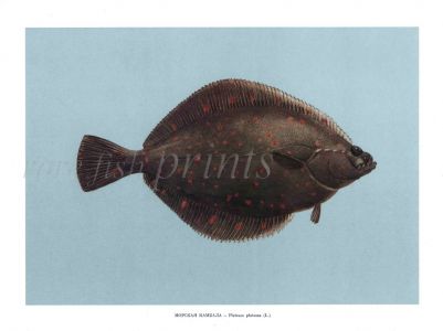 THE PLAICE print