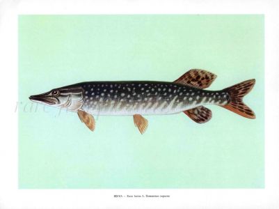 THE PIKE print