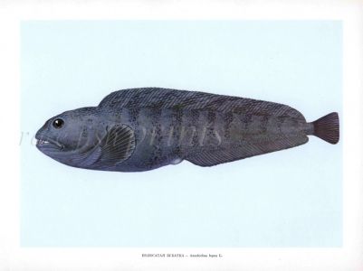 THE ATLANTIC WOLFFISH print