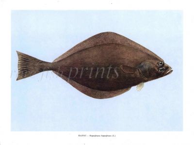 THE HALIBUT print