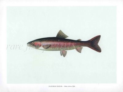 THE RAINBOW TROUT print