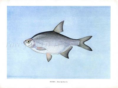 THE SILVER BREAM print.