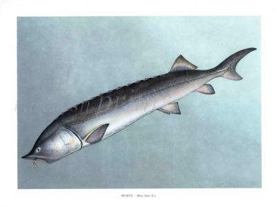 THE EUROPEAN OR BELUGA STURGEON print