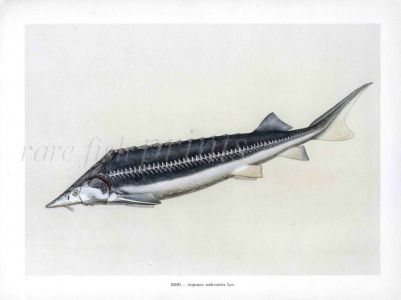 THE SHIP STURGEON print