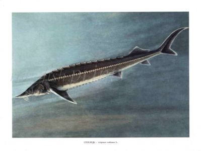THE STERLET STURGEON print