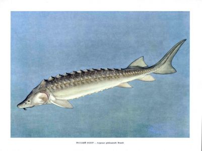 THE RUSSIAN STURGEON print