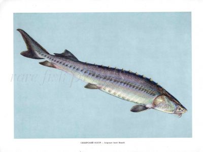 THE SIBERIAN STURGEON print