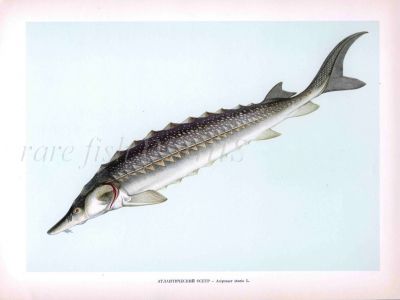 THE COMMON STURGEON or ATLANTIC STURGEON print