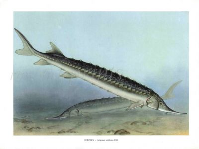 THE STARRY STURGEON print