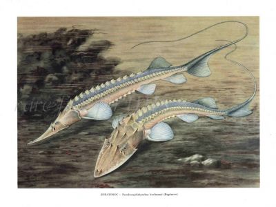 THE AMU DARYA STURGEON print