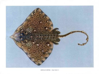 THE THORNBACK RAY print