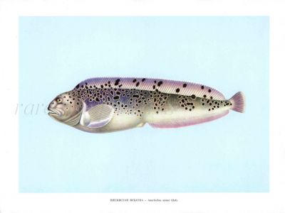 THE SPOTTED WOLFFISH print