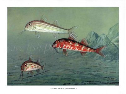 THE RED MULLET print