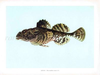 SHORT-SPINED SEA SCORPION print
