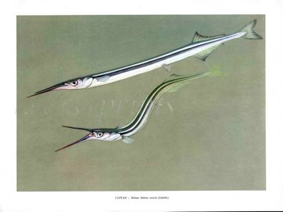 THE GARFISH print